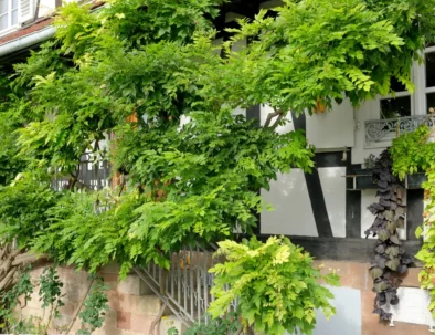 Maison d'hôtes à Hoffen