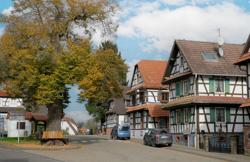 Village de Hoffen - Tilleul bicentenaire